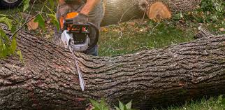 Lawn Pest Prevention in South Zanesville, OH