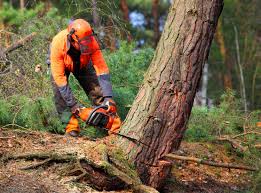 Reliable South Zanesville, OH Tree Care Solutions