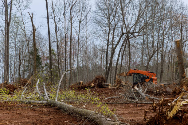 How Our Tree Care Process Works  in  South Zanesville, OH